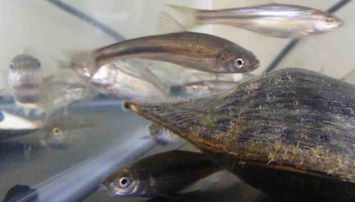 How can we protect freshwater fish species from extinction?