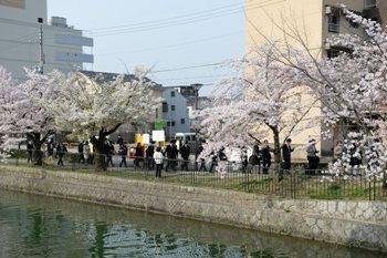 This year the cherry blossoms were in full bloom 