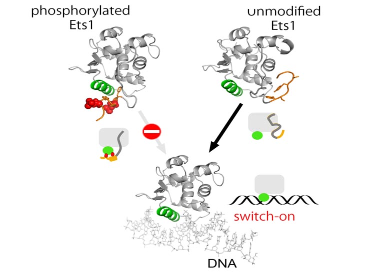 The structure of Ets1 - a transcription factor regulating cell differentiation