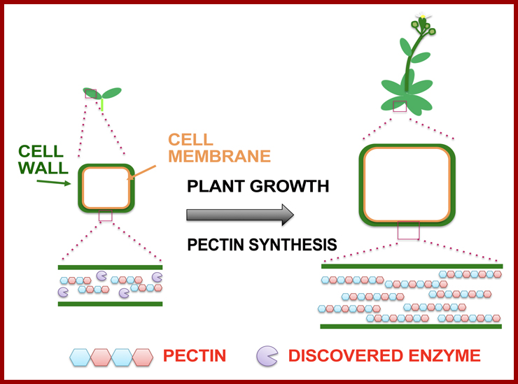 Figure 1. Cell wall pectin synthase was discovered. Pectin synthase plays an important role in plant growth. 