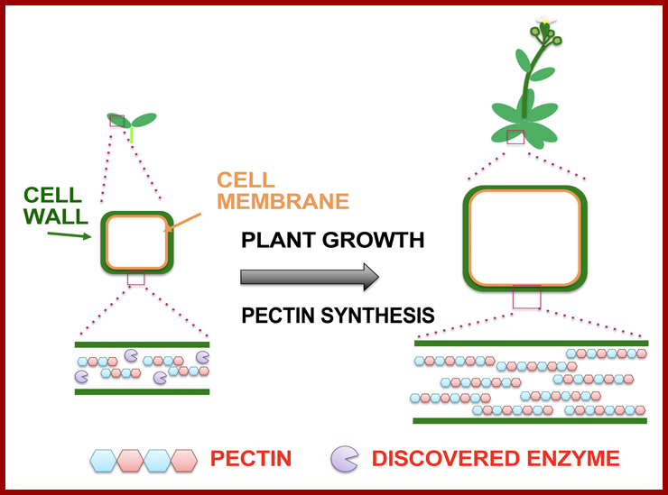 Cell Wall Pectin Synthesis in Growing Plants：Terrestrialization and ...