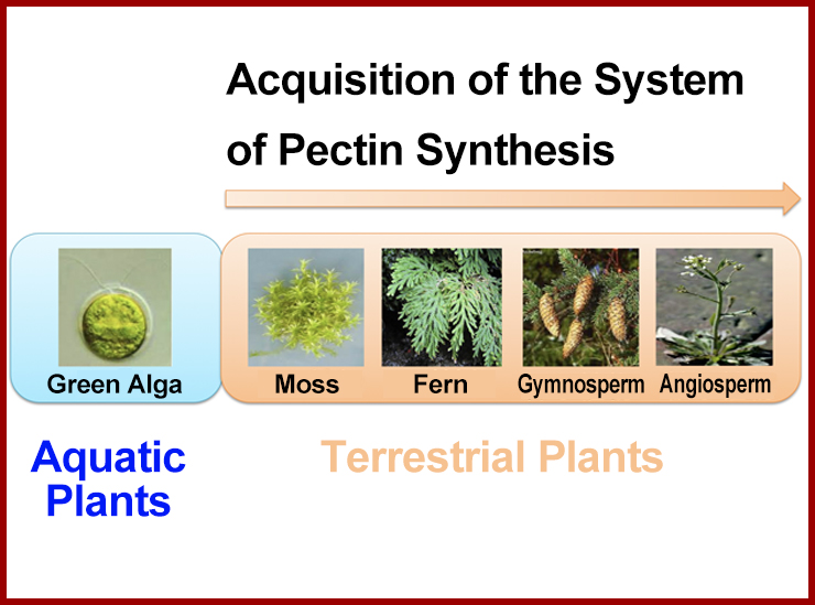 Figure 2. Pectin-synthetic enzymes are only found in terrestrial plants