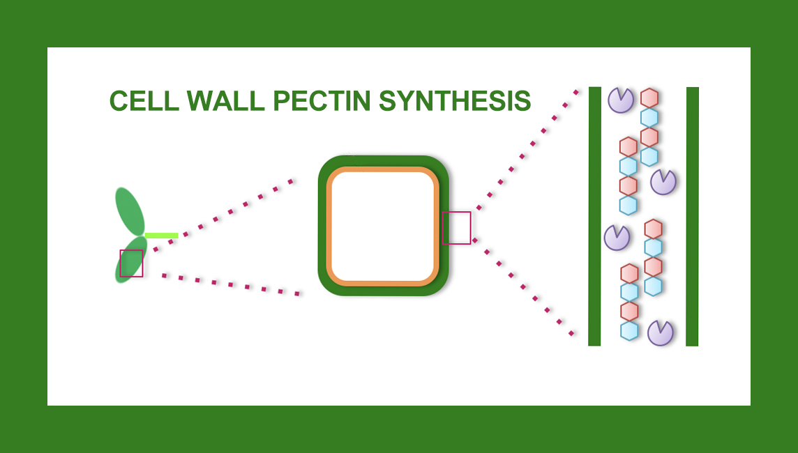 Cell Wall Pectin Synthesis in Growing Plants：Terrestrialization and ...