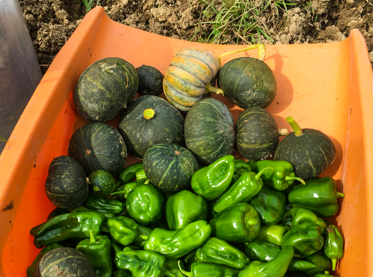 A rich harvest - from field work in Northern Ibaraki