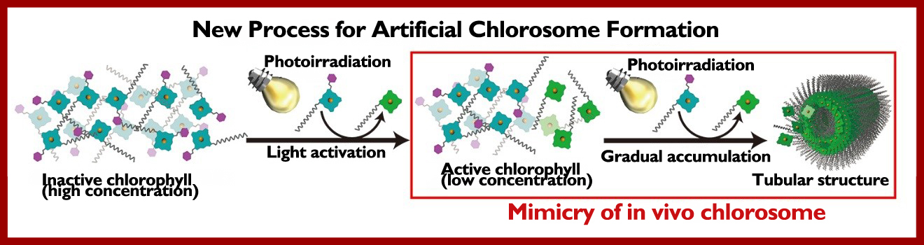 Diagram showing the new process to mimic in vivo chlorosome assembly 