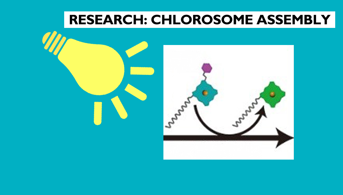 World’s first visualization of chlorosome assembly at Ritsumeikan University