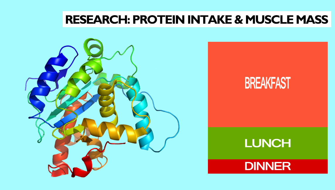 Protein Intake in Three Meals in Healthy Young Subjects - effect on muscle mass