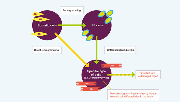 Reprogramming for Regeneration of human Life