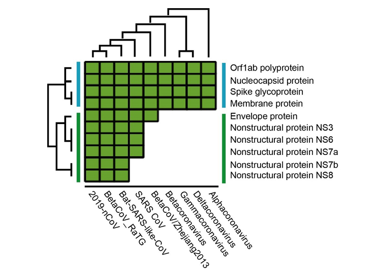 Figure 1. Phylogenetic profiling of the annotated 2019-nCoV proteins combined with the maximum likelihood cladogram of the Orthocoronavirinae subfamily.