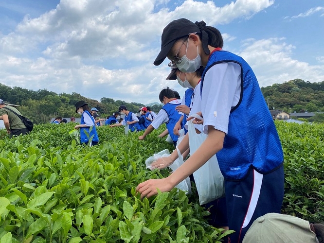 2022茶摘み