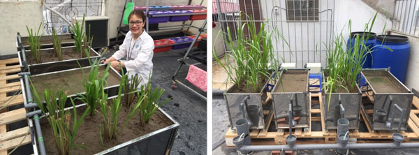 Figure 2: Clamshell-based CWs planted with Ubon paspalum for the treatment of anaerobically digested swine wastewater in Hanoi, Vietnam