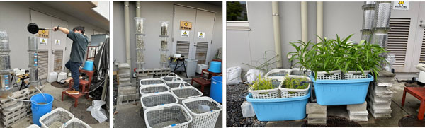 Figure 4: Setup of a trickling filter combined with CWs planted with water spinach for greywater treatment.