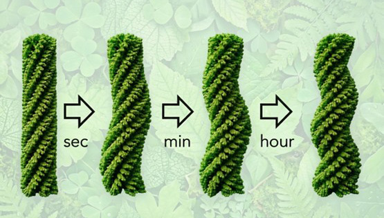 Mimicking Nature’s Twist: Time-Evolving Helicity in a Polymer