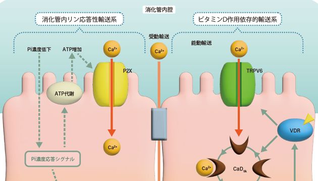 Uncovering a New Mechanism of Calcium Utilization