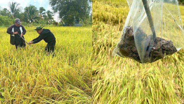 Toward Sustainable Agriculture of Rice Farming in Asia: Economic and Policy Aspects