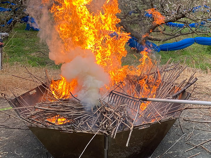The carbonization process of pruned branches of plum trees02